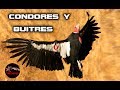 CONDOR GIGANTE - Condor andino – BUITRE GIGANTE – Buitre Leonado