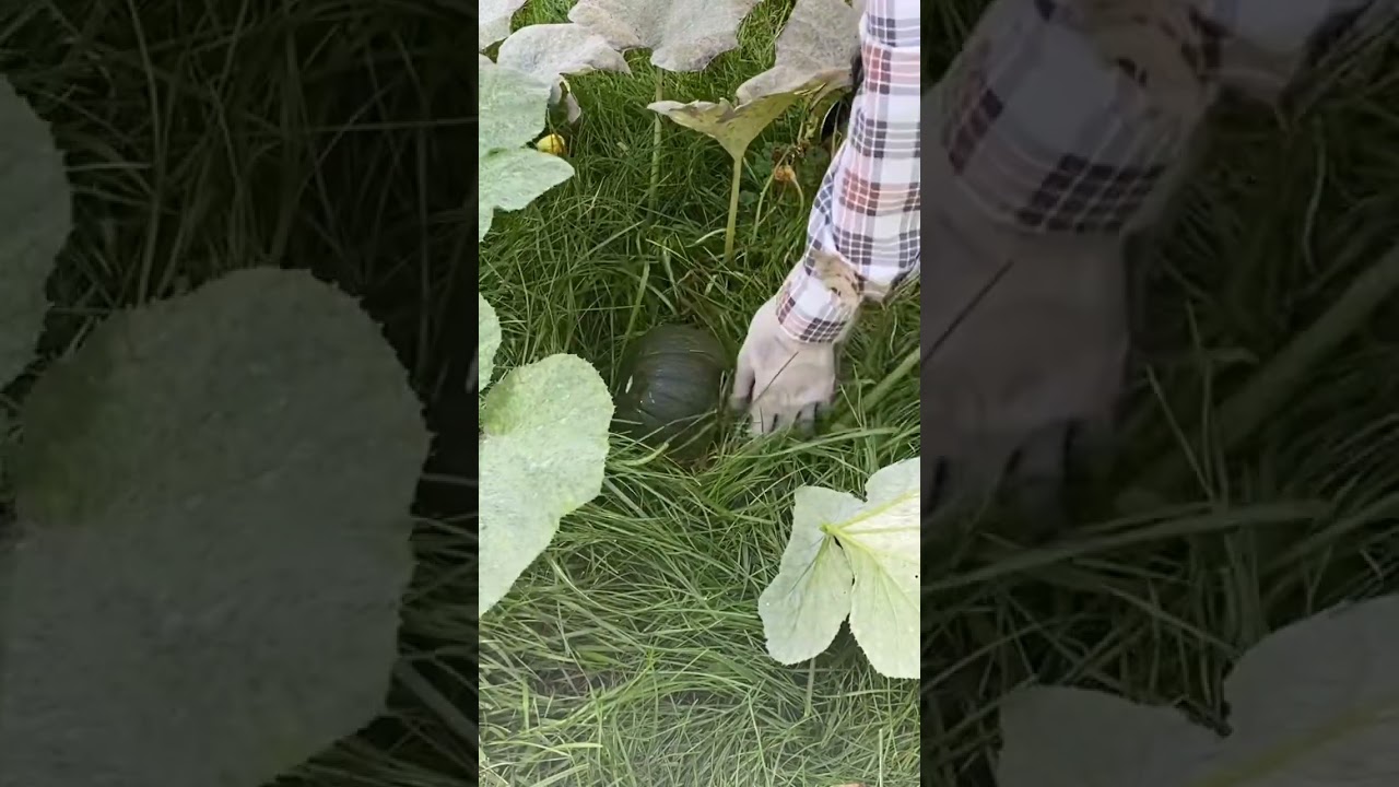 Not ripe but had to pick it! 