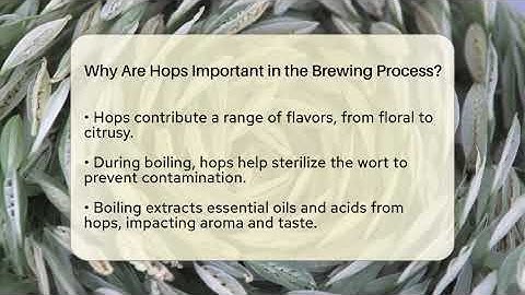 Why Are Hops Important in the Brewing Process? | The Pint Guy