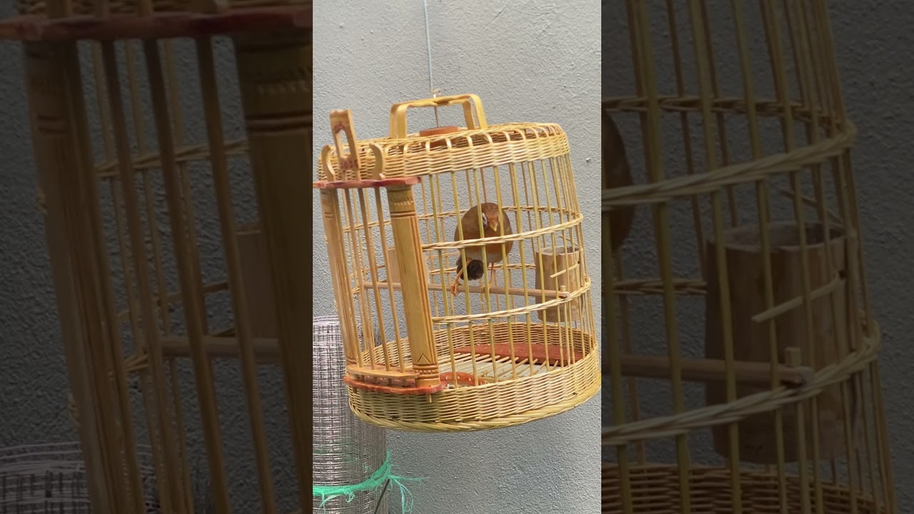 Hót quá mau mỏ ko cần mái bộ đẹp như siêu mẫu 