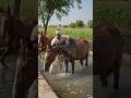 घोड़ों का असली शौक ❤️🐎