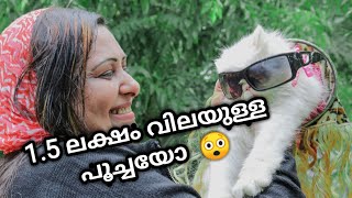 1.5 ലക്ഷം വിലയുള്ള പൂച്ച  !! Cat Worth 1.5 Lakh | Persian cat collection of Saira Banu