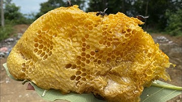 Rừng Bản Xa Mật Vàng Cùng Thiên Nhiên Tuyệt Đẹp.