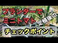 【プランターでミニトマト】定植後のチェックポイントと管理作業
