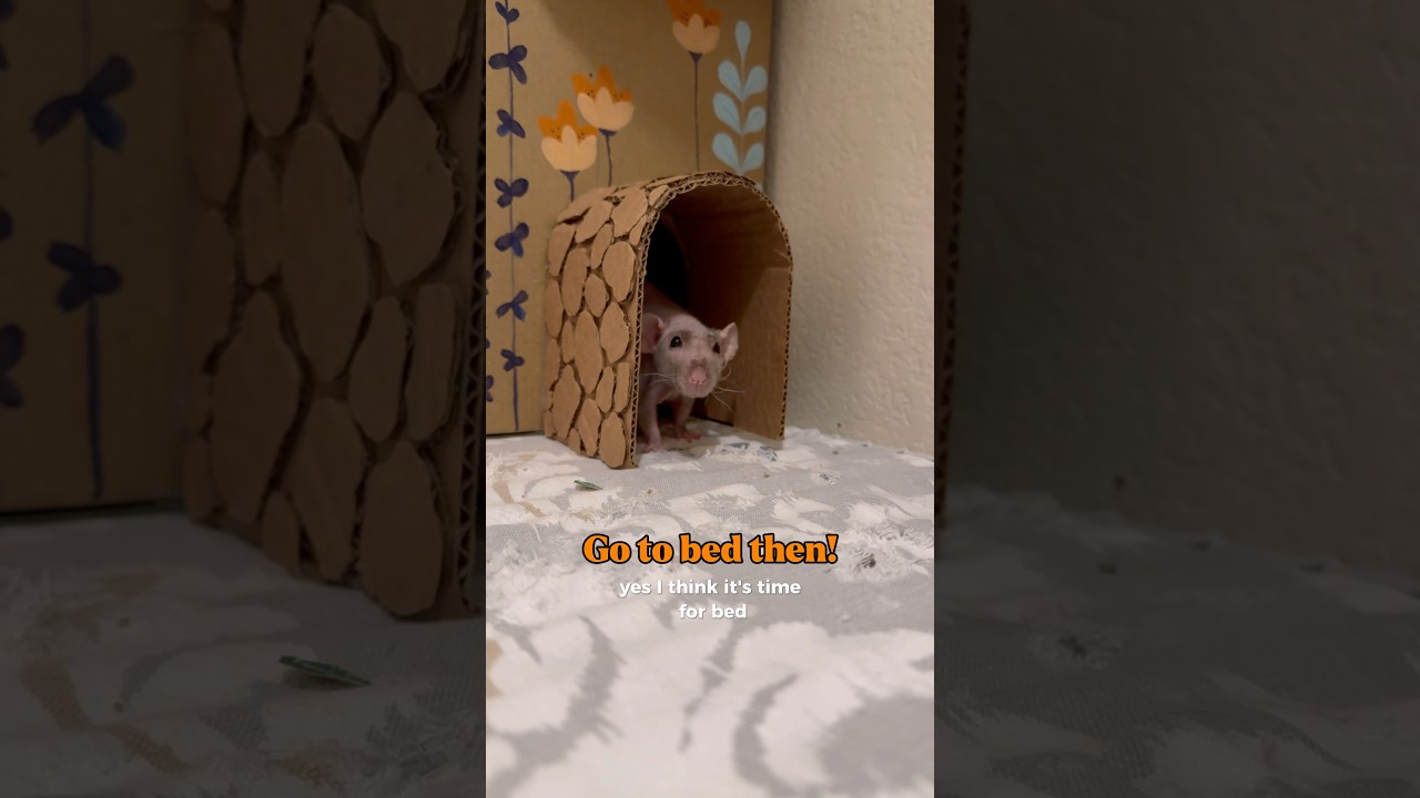 When in doubt, coo the baby out! #rats #cuteanimals