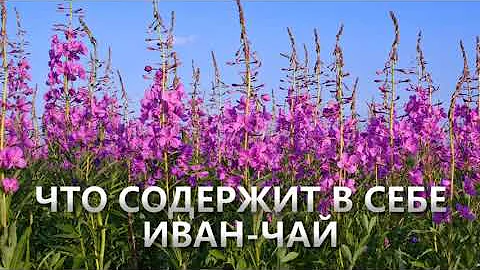 Иван-чай Польза