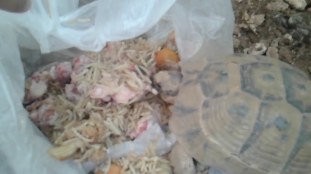 A vegetarian turtle eats raw meat 【Is it a turtle or a dinosaur?】 YouTube