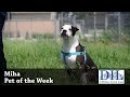 Pet of the Week: Miha (mixed breed) -- 5.31.18