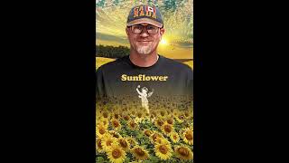 Sunflower (Dizzy cover)