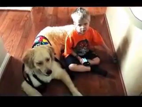 jaxon-the-autism-service-dog-helps-with-meltdown