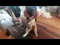 Shearing Hoggets in the wairarapa 2020