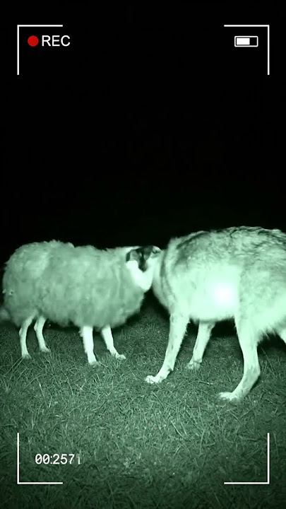 A spy in disguise 🥸#spy #wolf