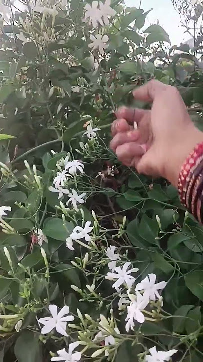 நாலு வார்த்தை பேசலையே நான் புடிச்ச பச்சைக்கிளி#nalu vartha pesalaye naan pudicha pachai kili 💖💐💐💖💖😰😰