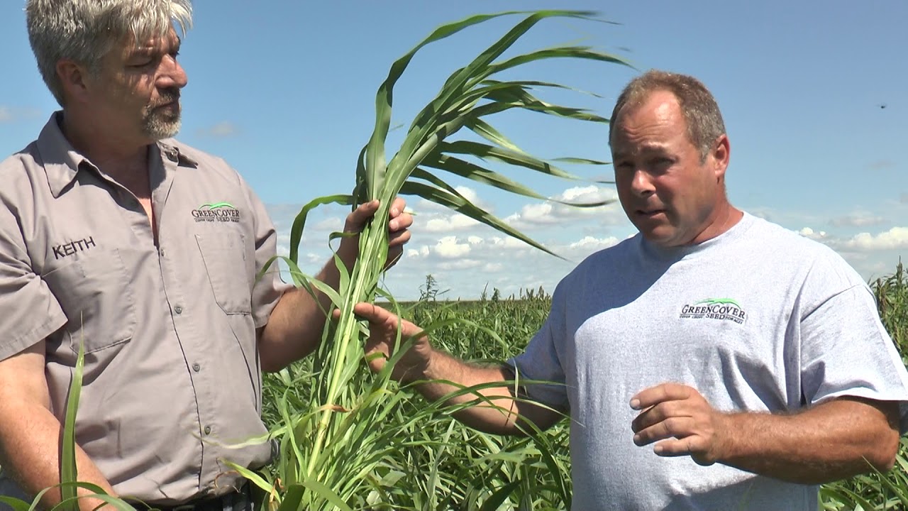 Hybrid Pearl Millet Cover Crop Test Plot Summer 2016 YouTube