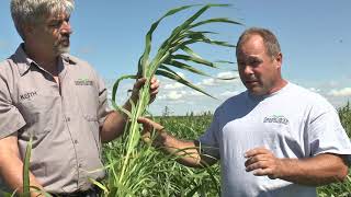 Hybrid Pearl Millet Cover Crop | Test Plot Summer 2016