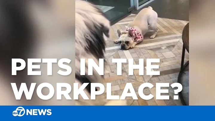 Pets in the workplace: Perk or problem? - DayDayNews