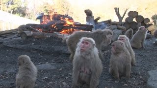 たき火囲み、焼き芋に舌鼓 日本モンキーセンター