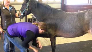 Understanding Passive and Active Responses to Flex Tests