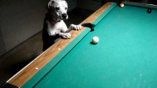 'NEW'  halo the pool playing dog is back for more
