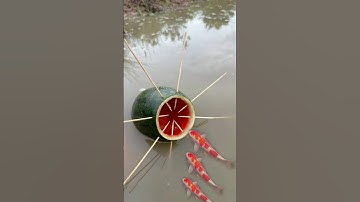Survival Skills: Single mom with watermelon fish trap #survival #camping #bushcraft #fish