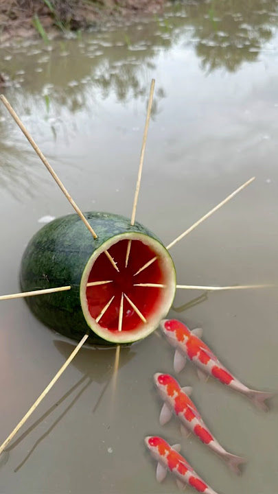 Survival Skills: Single mom with watermelon fish trap #survival #camping #bushcraft #fish
