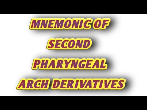 HOW TO REMEMBER 2ND | PHARYNGEAL ARCH | MNEMONIC | EMBRYOLOGY - YouTube