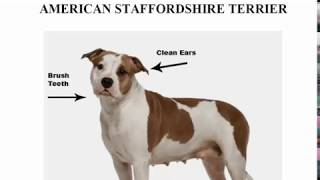 American Staffordshire Terrier, How to Groom the American Staffordshire Terrier, Pit Bull