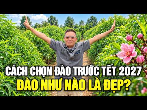 CÁCH CHỌN ĐÀO TRƯỚC TẾT 2027, CÂY NHƯ NÀO LÀ ĐẸP