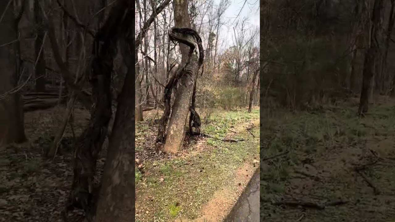 Caminando en el parque