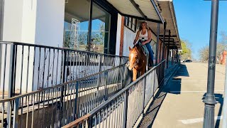 Registered AQHA Appendix 2023 Gelding 