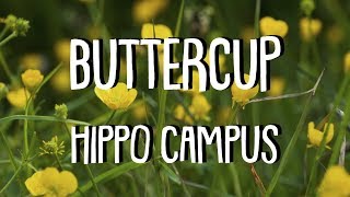 BUTTERCUP (Lyrics) || HIPPO CAMPUS chords