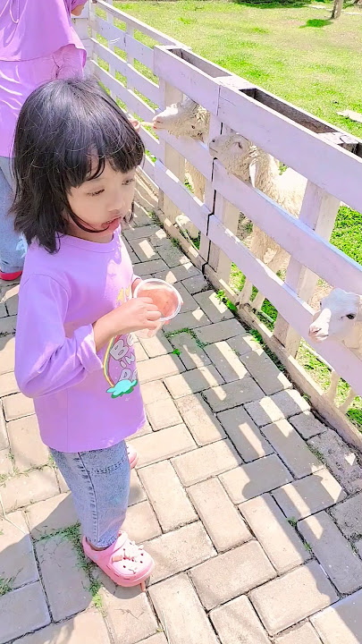 Nyuapin Kambing 😍#anak #tranding #fypシ゚viral #viral #shorts #subscribe #fyp #shortvideo #kambing