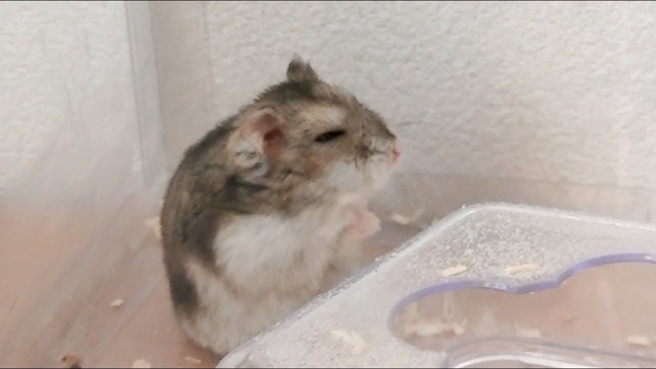 ジャンガリアンハムスターかわいい 眠りたいけど眠れないハムスターがかわいい Jungarian Hamster Cute Youtube