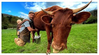 I Trained A Heifer Cow to Milk (her fist time) Instant Success