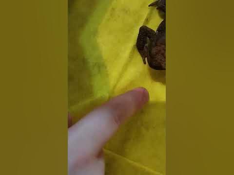 🐸злая жаба 🐸 - YouTube