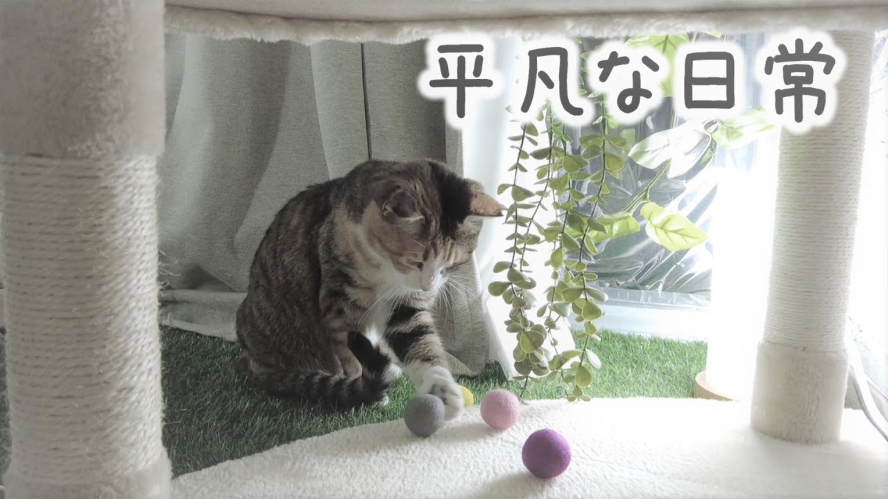 【BGMなし】家猫になったゆきちさんの穏やかで平凡な日常