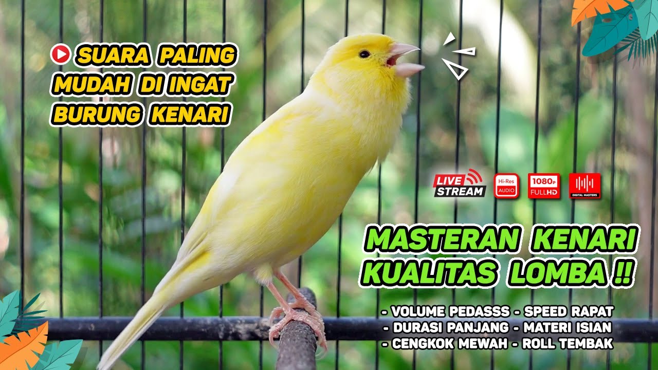 Pancingan Suara Kenari Gacor‼️ Ampuh untuk Masteran Kenari Muda dan Terapi Kenari Macet Bunyi 550
