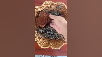 Trà nhân Trần kết hợp với cỏ máu #dược liệu # thảo dược #lương  y