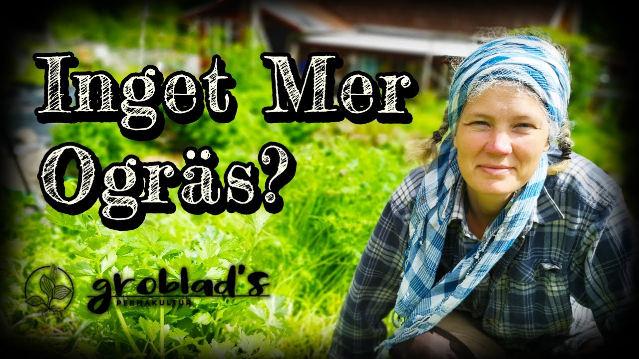 Plantera grönsaker direkt ner i gröngödsling – behövs ingen ogräsrensning!