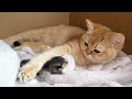 Kitten a few hours after birth