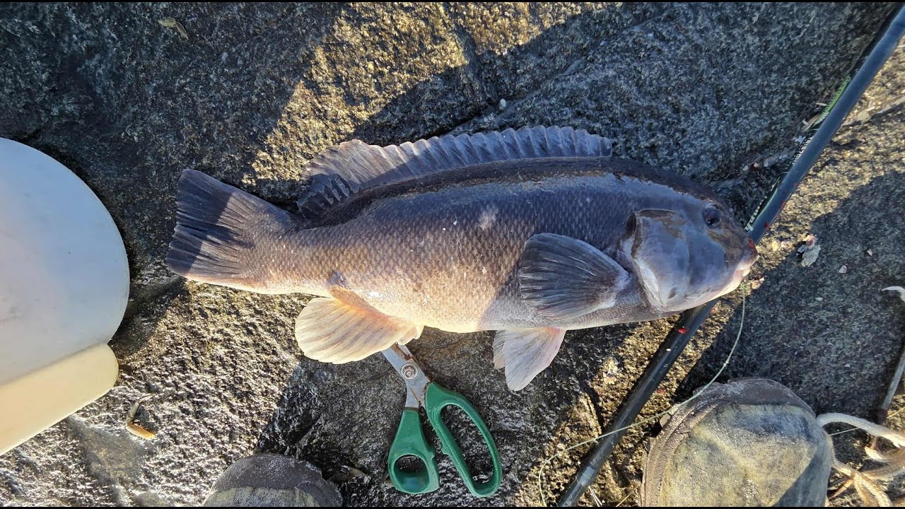 2025 Tautog Fishing at IRI