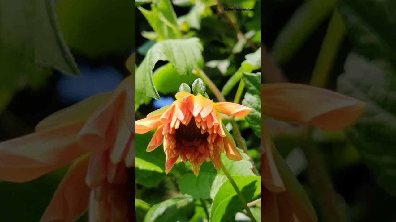 NatureLove|MindRelax|Unplugged|Flowers|Melody