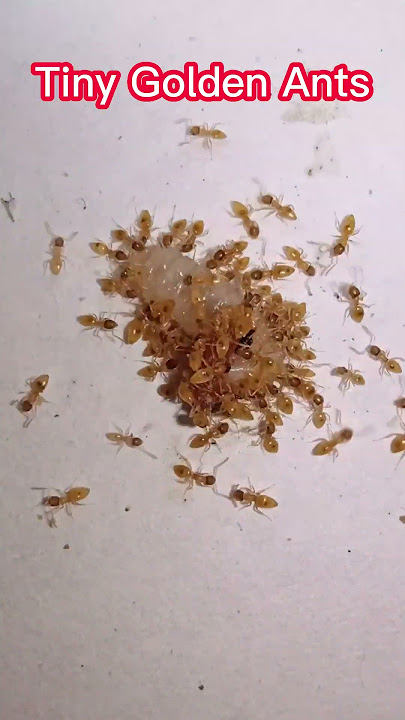 Tiny Golden Ants vs White Caterpillar