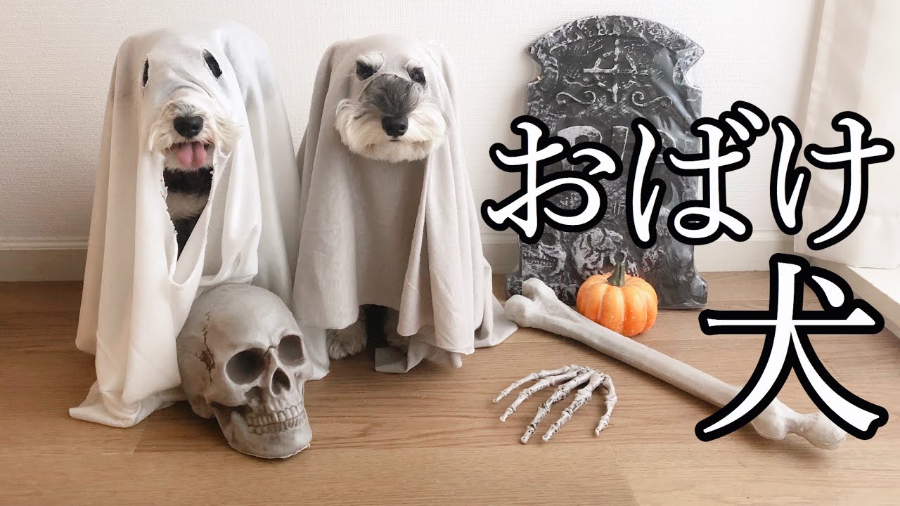Halloween Dogs Party 犬のハロウィンパーティー シュナウザージジトト Youtube