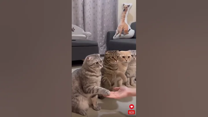 Video 11434811: scottish fold cat breed, cat training