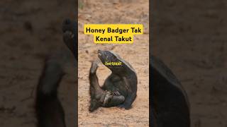 Honey Badger: Si Pemberani yang Tak Kenal Takut di Alam Liar!