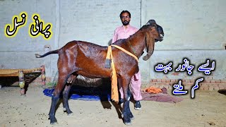 Part 2 - A Plus Quality Beetal Goats Of Malik Mehran - Beetal Goat Farm
