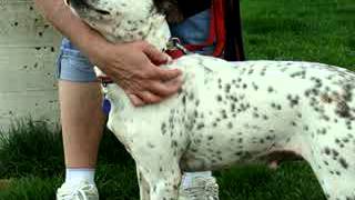 Nugget-Available At The Humane Society Of Missouri