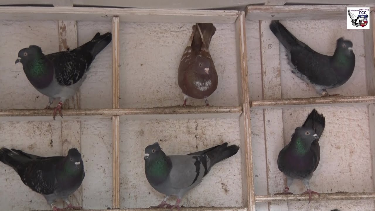 Двоструки јуниорски првак Србије и Србије+ ГСС-а 2020. - Жугић Бранко ГСС 78