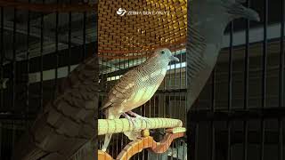 Download Lagu Zebra Dove call Bird sounds for relaxations 108 #birds #birdsounds #birdsoundscape #birdsong #animal MP3